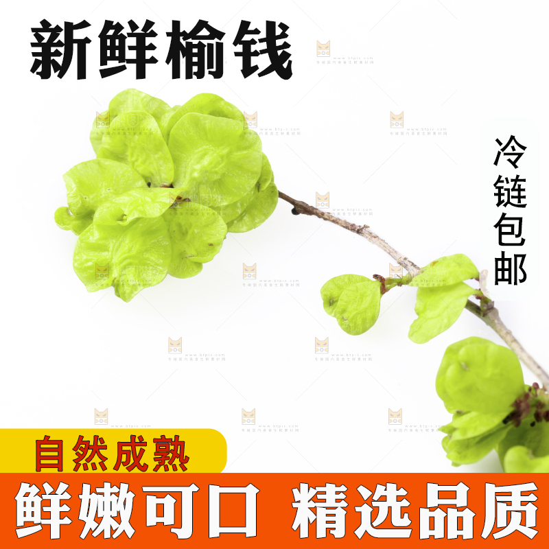 新鲜的野生榆钱