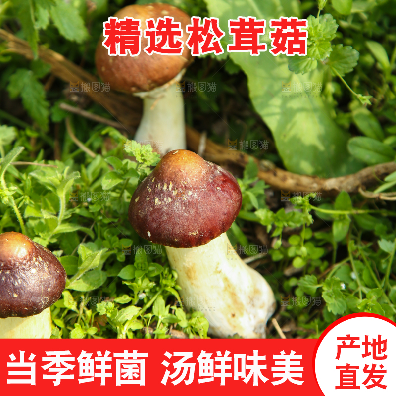 新鲜的松茸菇