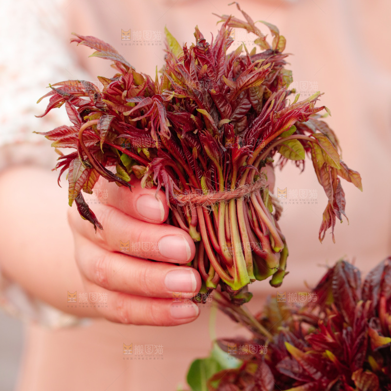 手里拿着香椿芽