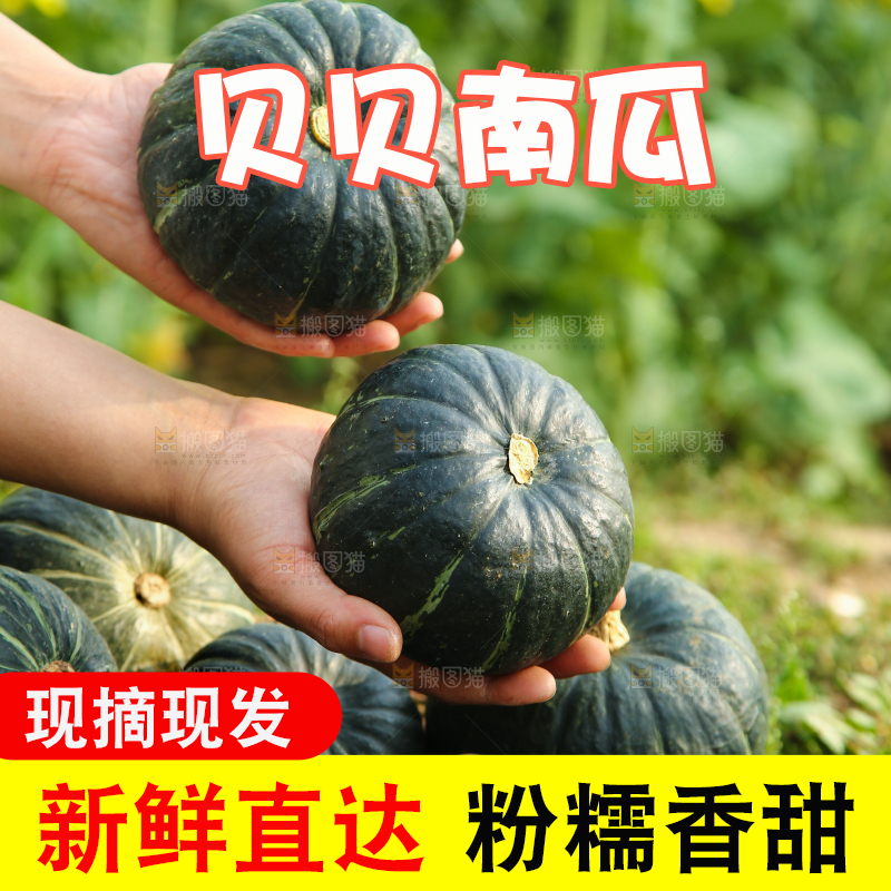 手里拿着板栗南瓜