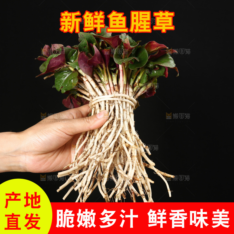 手里拿着折耳根