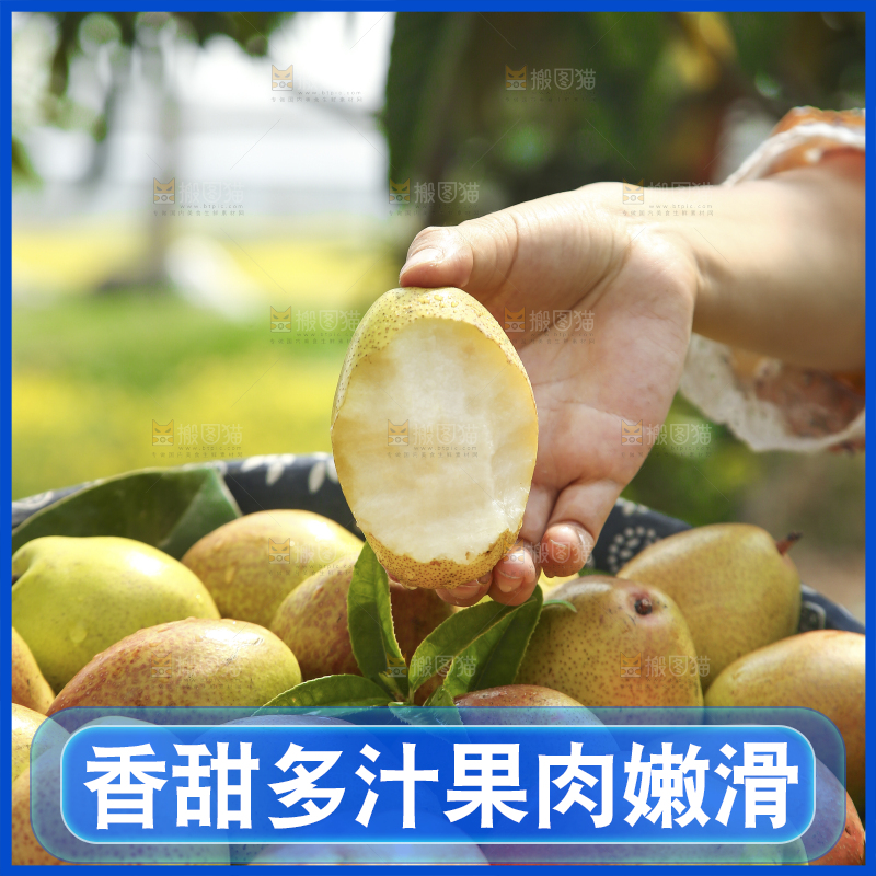 手拿着红酥梨