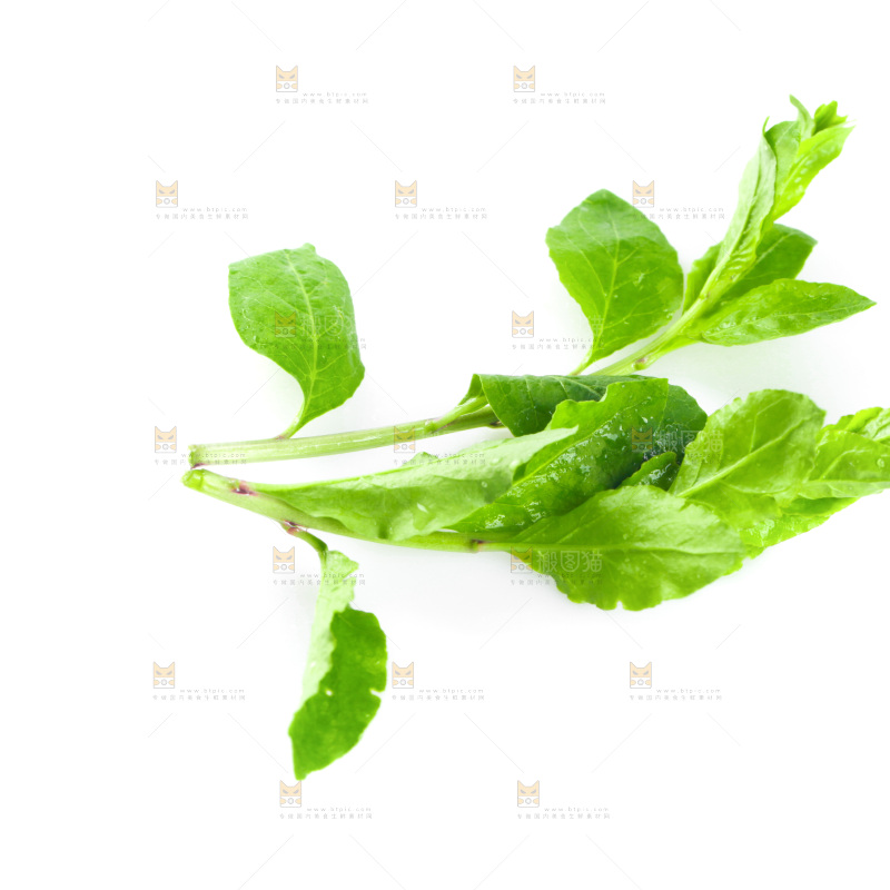 白底上放着枸杞芽