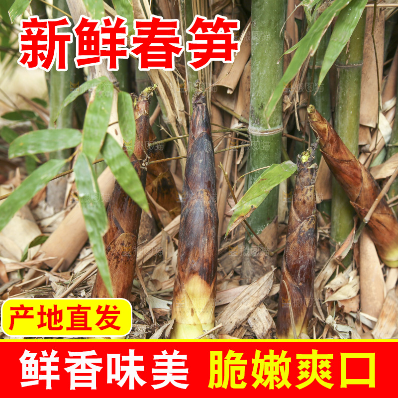 竹林里的春雷笋