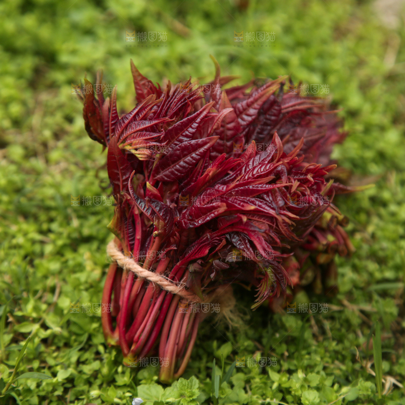 草地上的头茬香椿芽