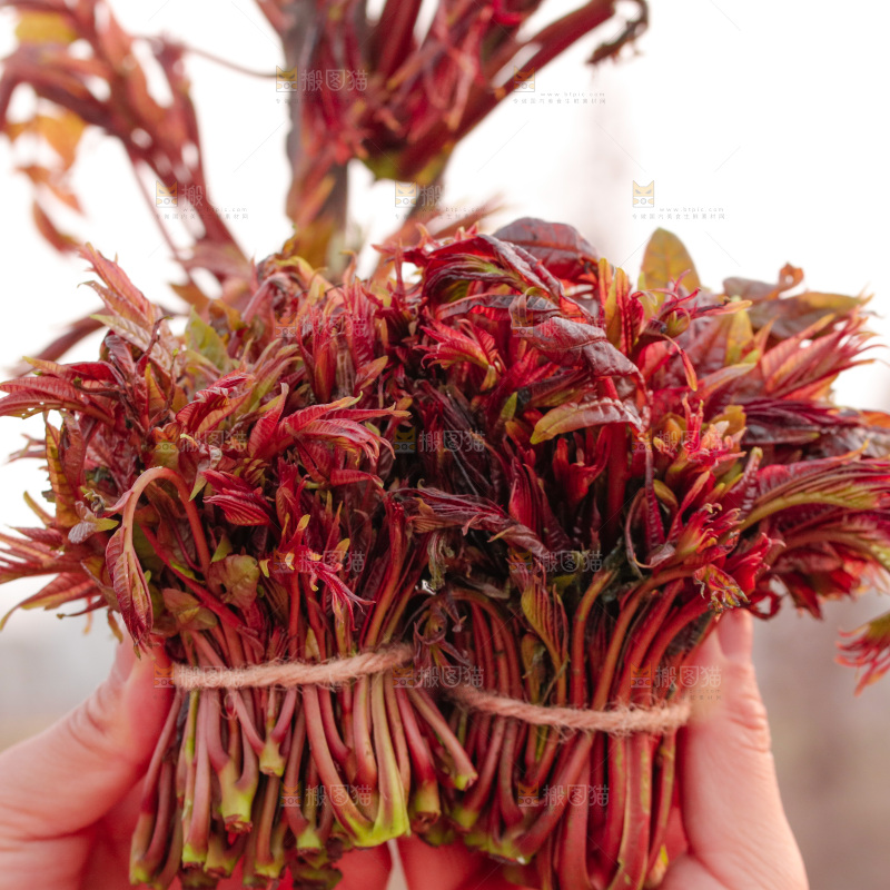 手里拿着红油香椿芽