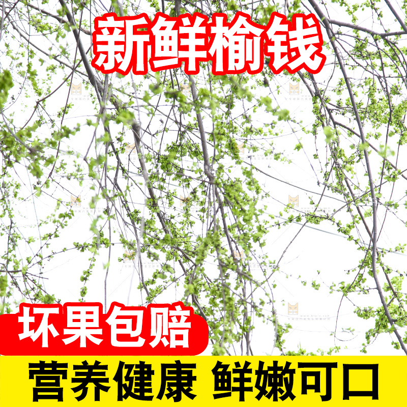 榆钱树枝叶