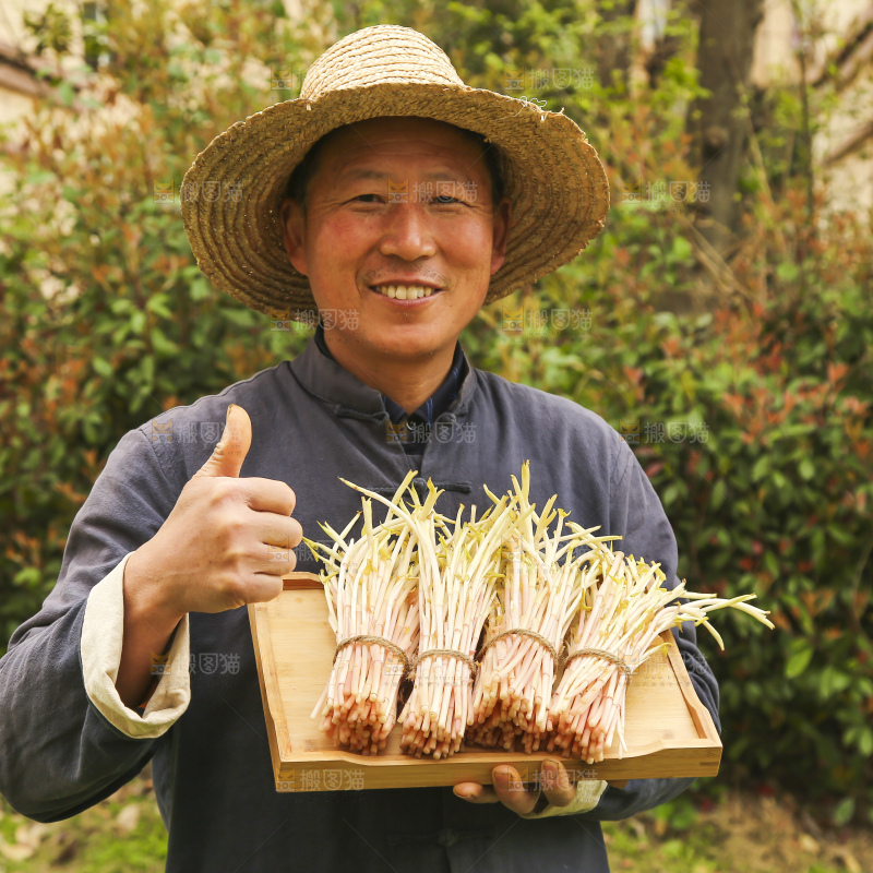 手里端着一盘折耳根嫩芽