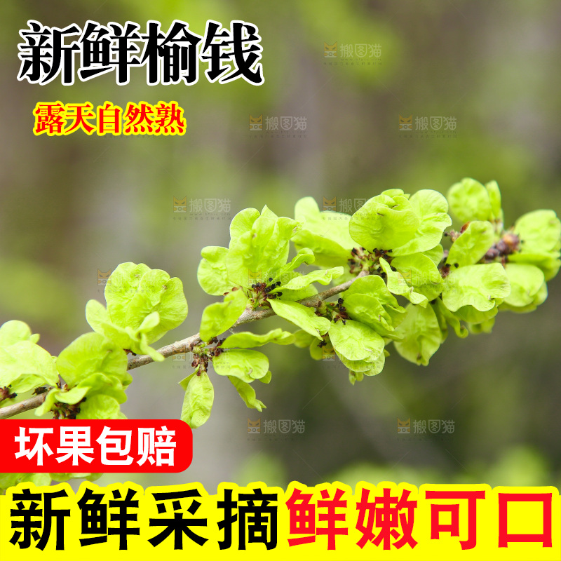 手里拿着榆钱树枝