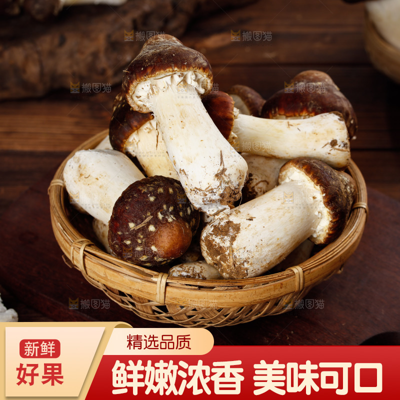 一篮新鲜松茸菇