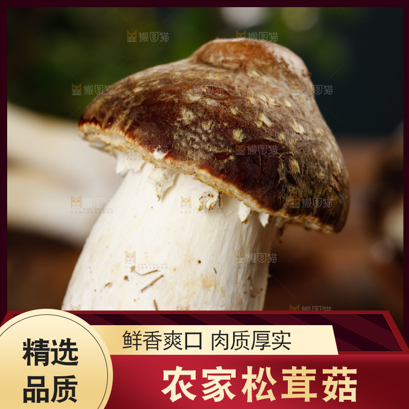 手里拿着赤松茸