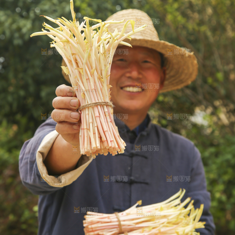 手里拿着鱼腥草嫩芽