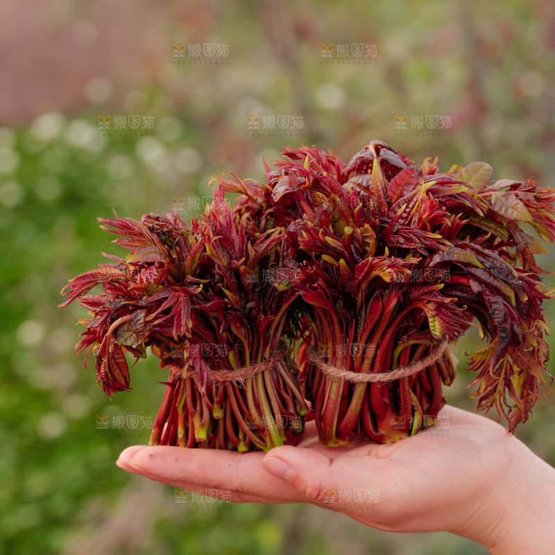 手里拿着红油香椿芽