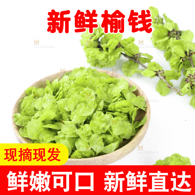 榆钱摆放在白底上