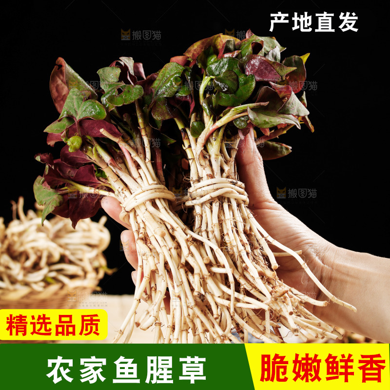 手里拿着鲜嫩折耳根