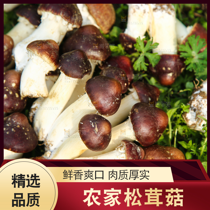 一堆新鲜的松茸菇
