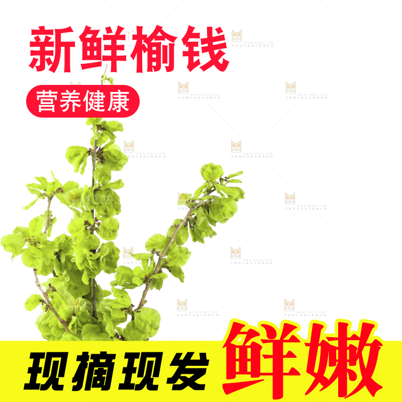 白底上的榆钱枝叶