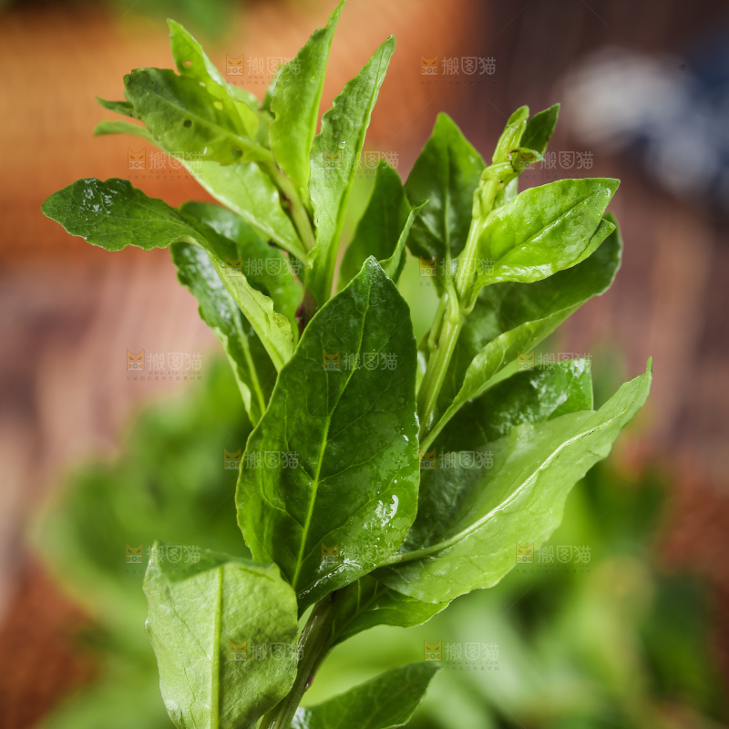 手里拿着枸杞菜