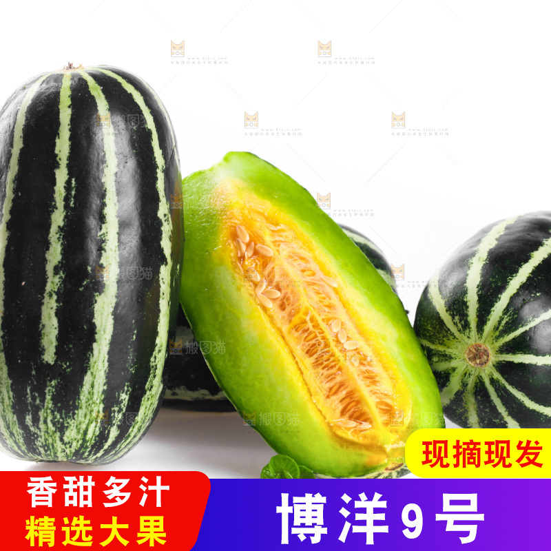 一堆博洋9号甜瓜