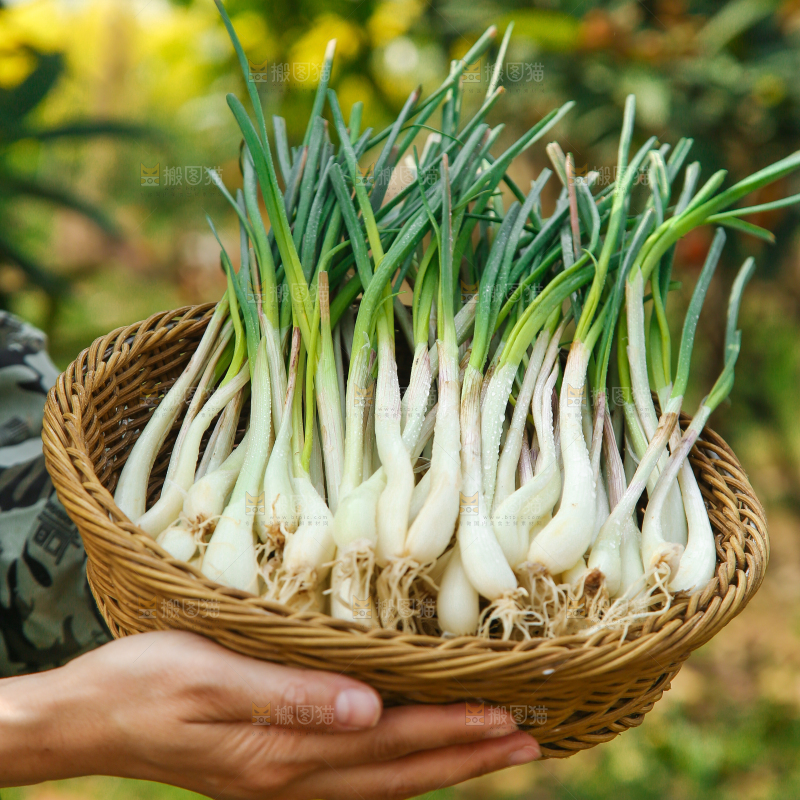 手里端着一篮带叶藠头