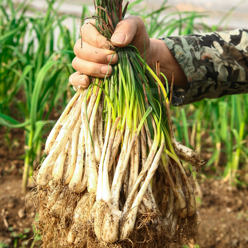 手里着新鲜带叶藠头