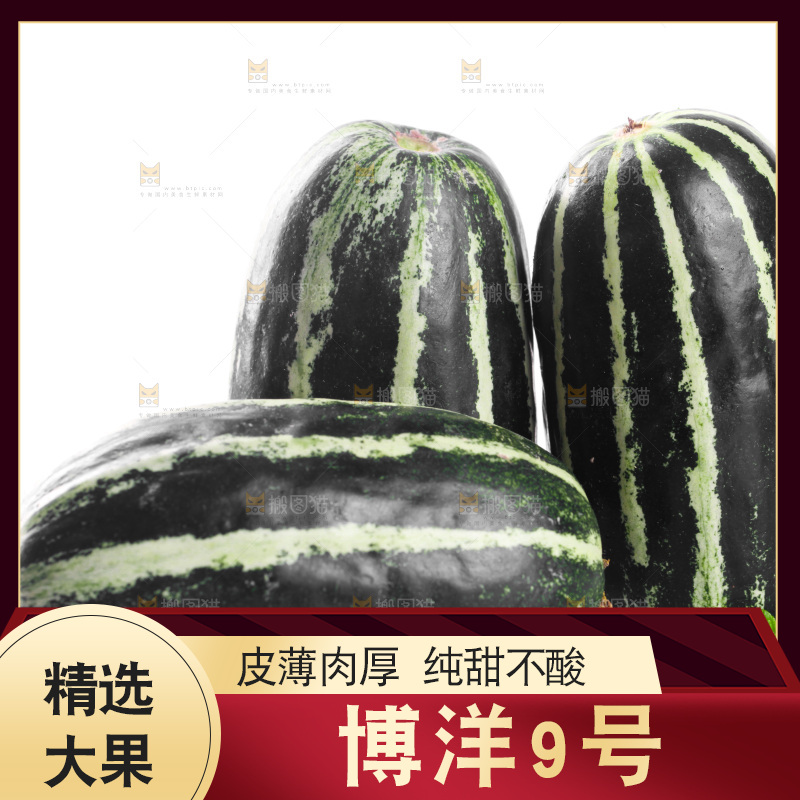 白底上的博洋9号甜瓜