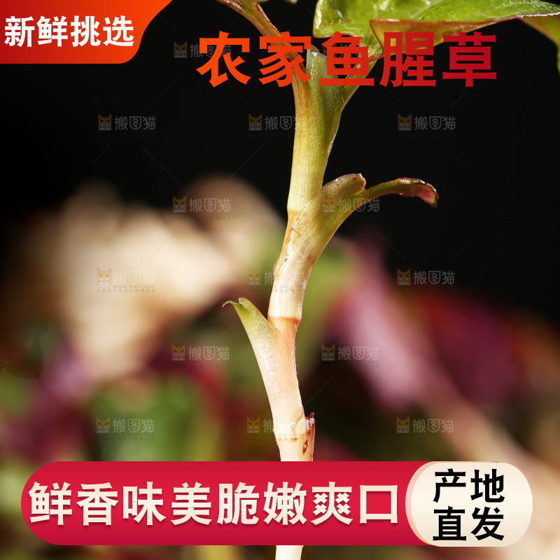 鲜嫩折耳根