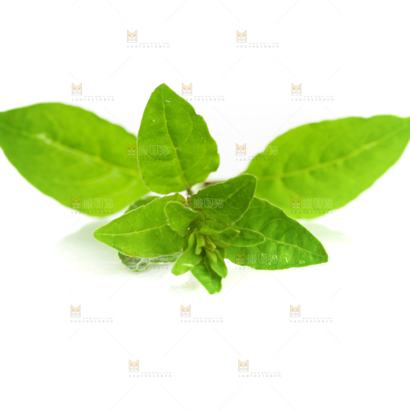 白底上的枸杞菜芽