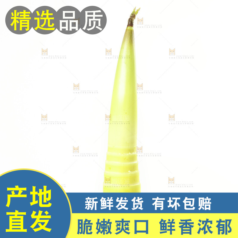 白底上摆放着春雷笋