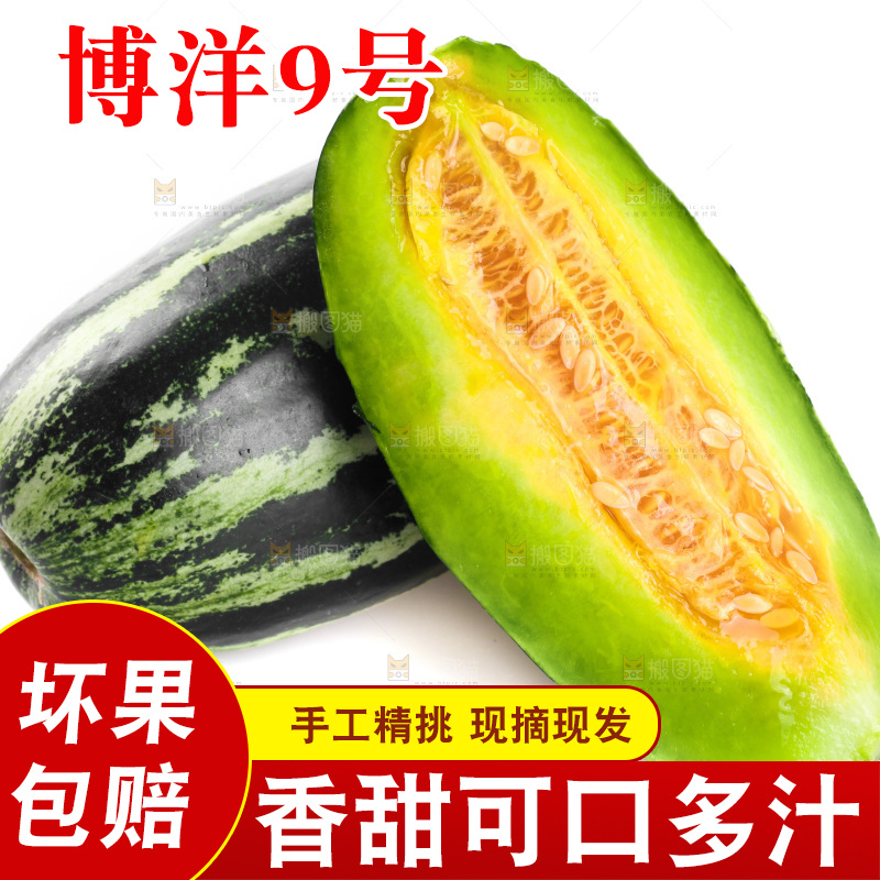 白底上放着博洋9号