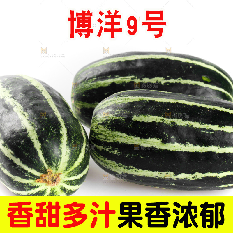 白底上的博洋9号甜瓜