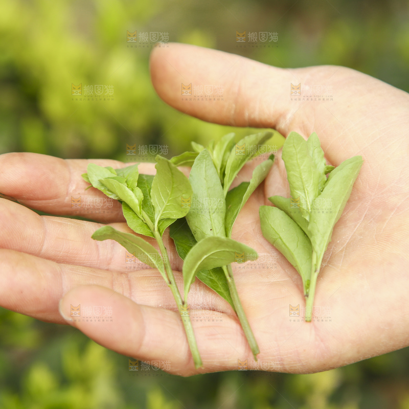手里拿着枸杞嫩芽