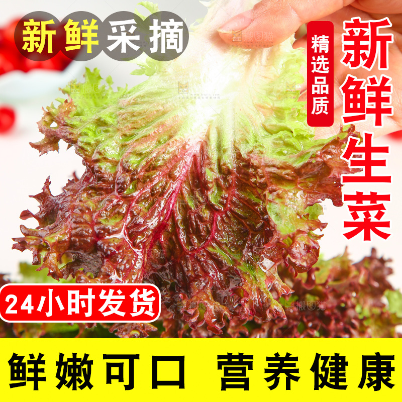 手里拿着紫生菜