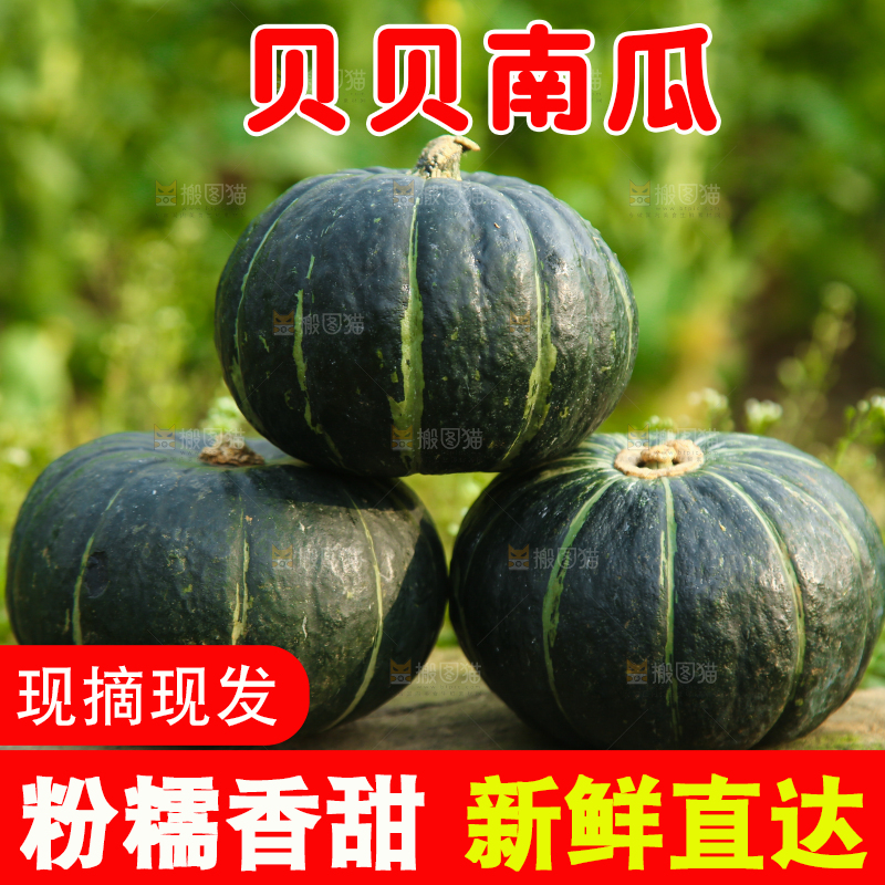 石头上放着小南瓜