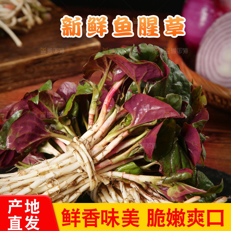 黑石板上放着鱼腥草