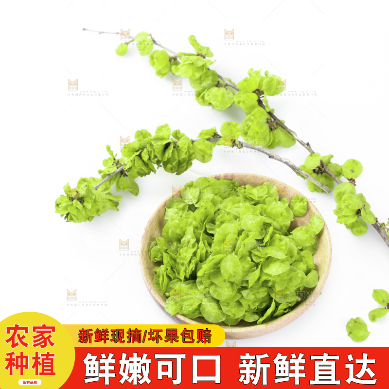 榆钱摆放在白底上