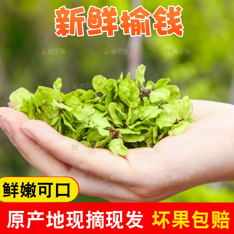 手里拿着榆钱