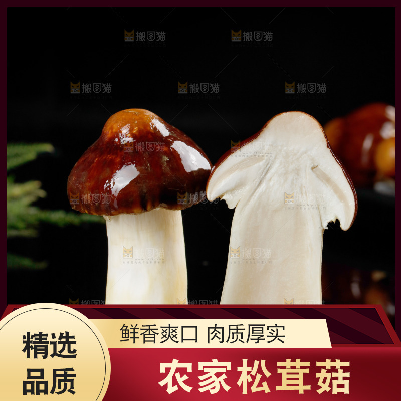 黑底上的云南新鲜赤松茸