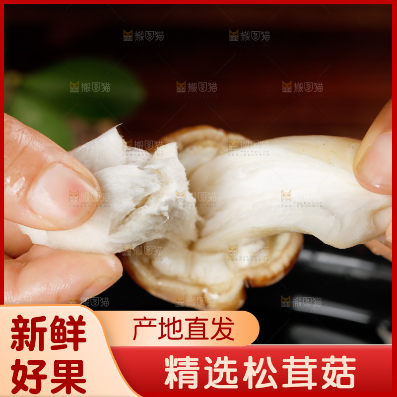 手里拿着赤松茸