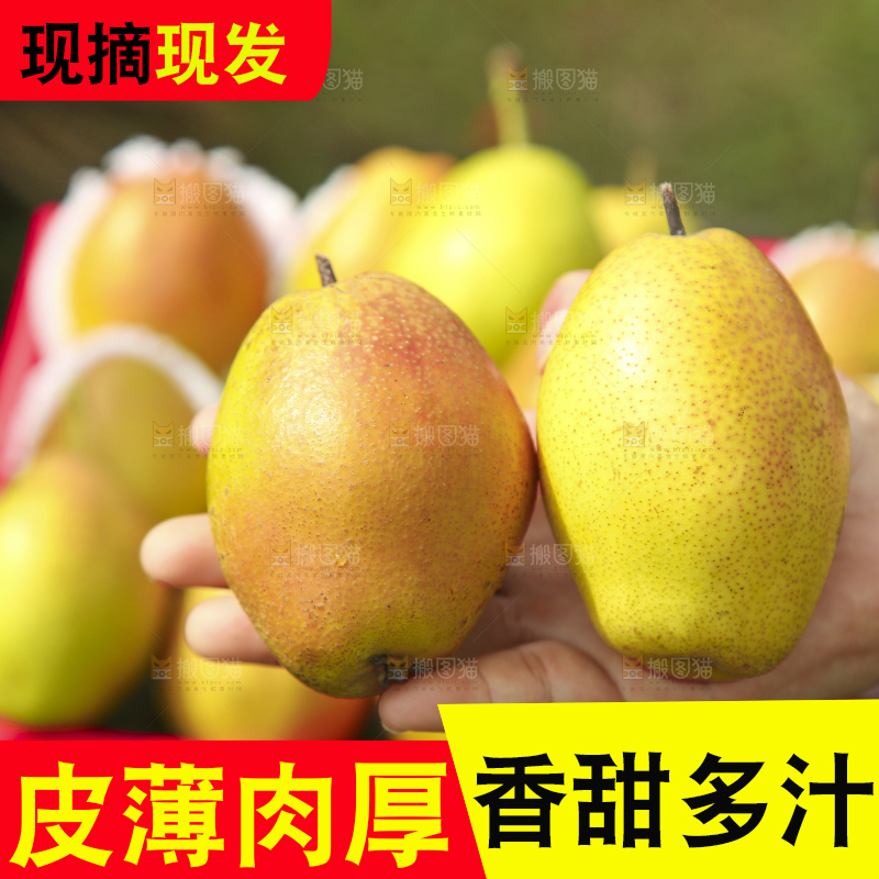 手拿着红酥梨
