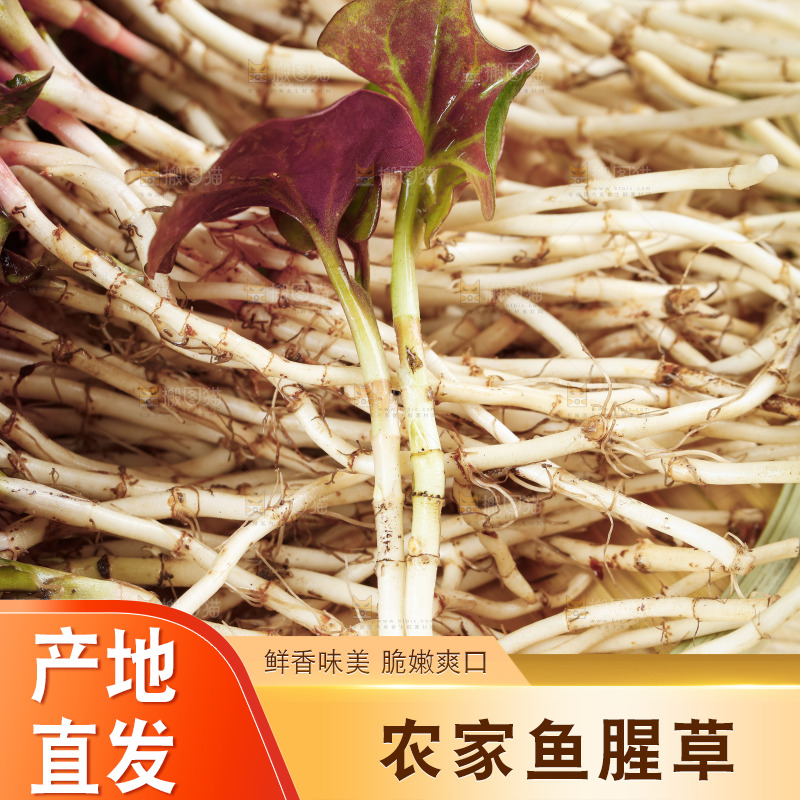 一篮新鲜鱼腥草