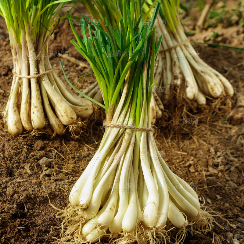 田地里的带叶藠头