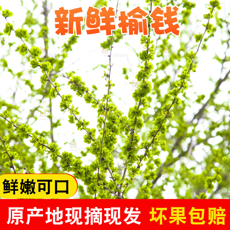 榆钱树叶