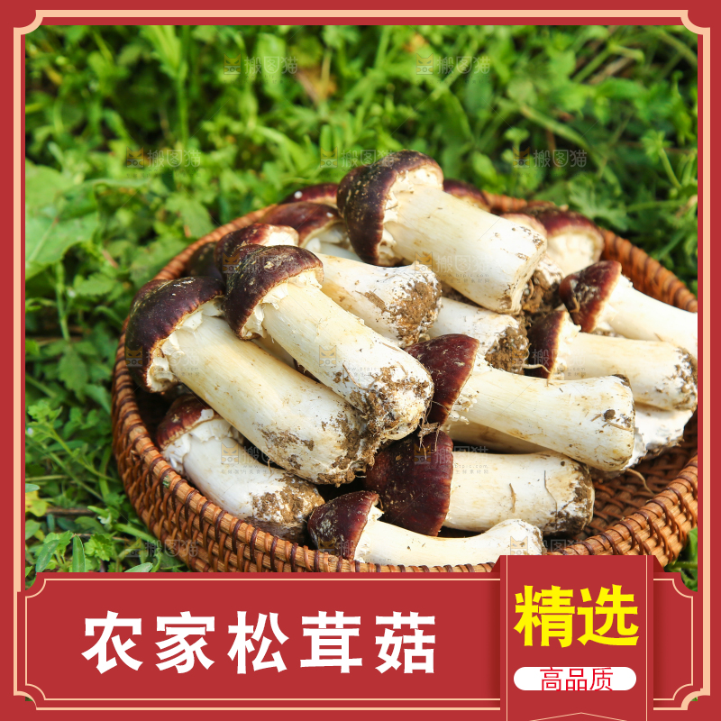一篮赤松茸