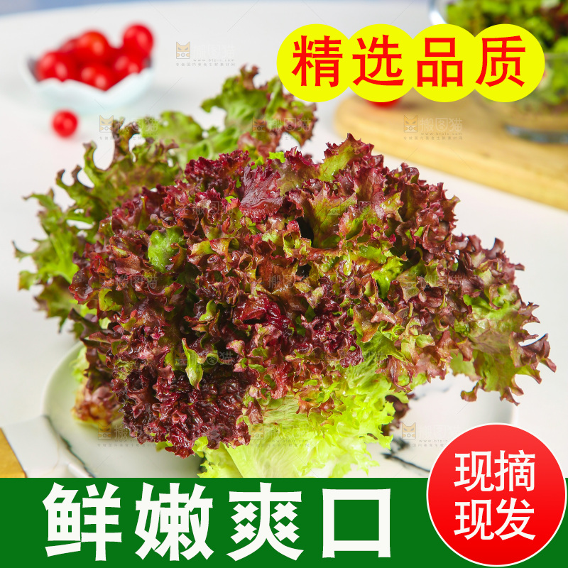 一盘红叶生菜