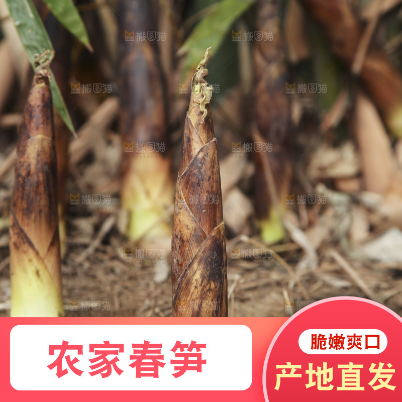 竹林里的春雷笋