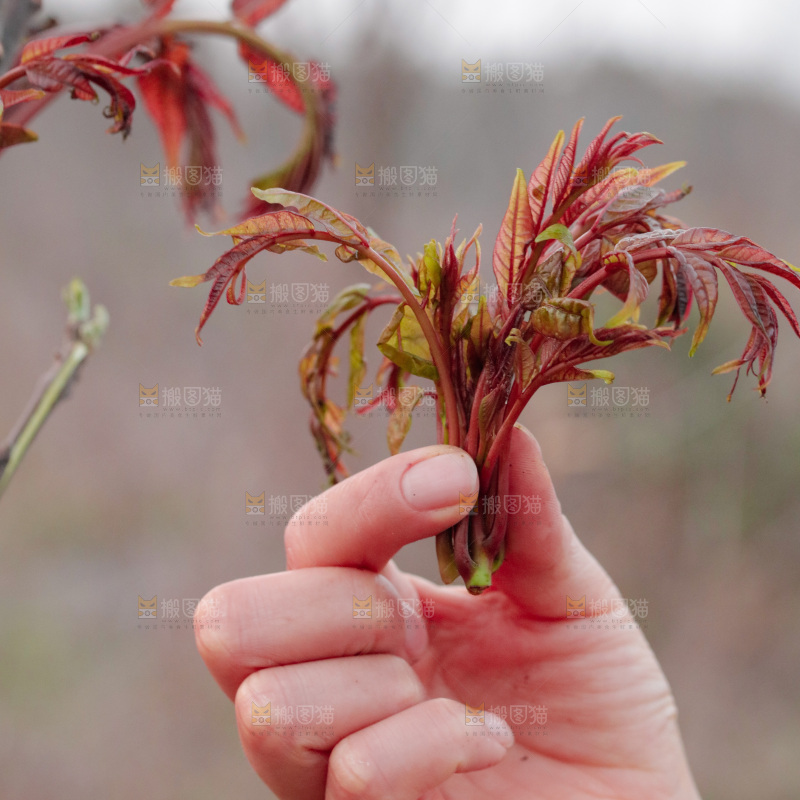 手里拿着红香椿