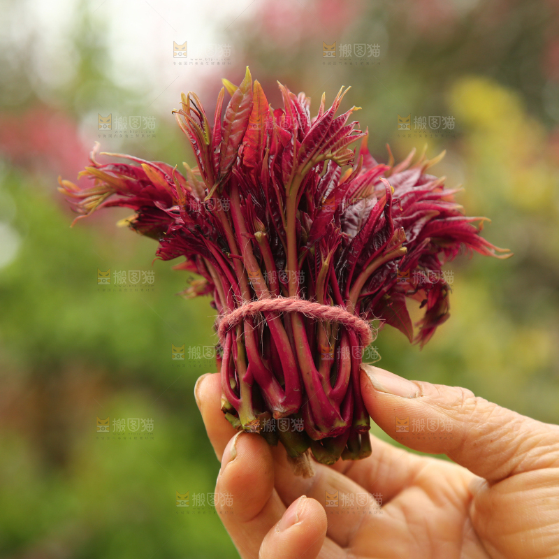 手里拿着一把红芽香椿
