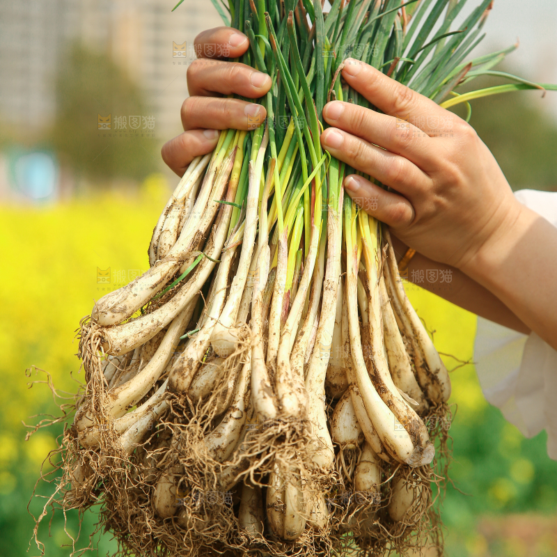 手里拿着荞头
