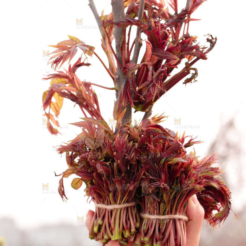 手里拿着红油香椿芽